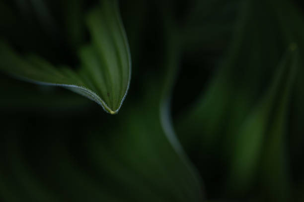 Leaves of a mountain flower out of focus in the evening light. stock photo