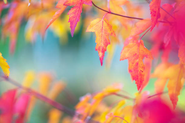 Leaves of Amur Maple or Acer ginnala in autumn colors with bokeh background, selective focus, shallow DOF stock photo