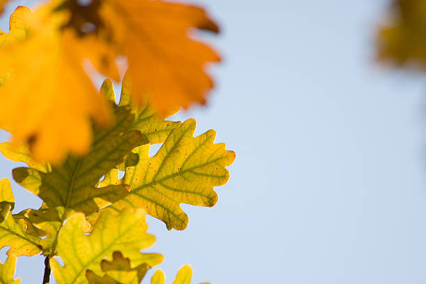 Leaves of Autumn stock photo