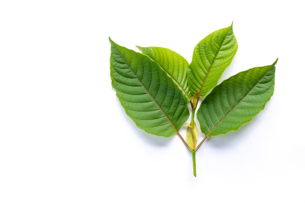 Is Kratom Legal in Wisconsin?