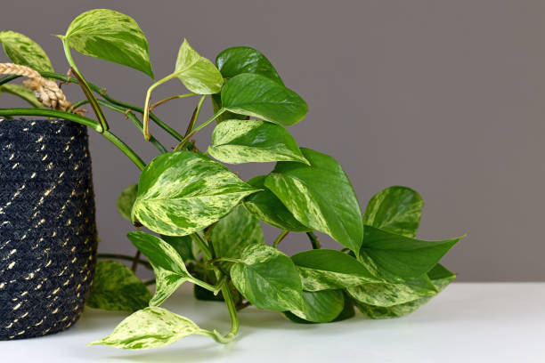 Leaves of tropical 'Epipremnum Aureum Marble Queen' pothos houseplant with white variegation Leaves of tropical 'Epipremnum Aureum Marble Queen' pothos houseplant with white variegation in front of gray wall epipremnum aureum stock pictures, royalty-free photos & images