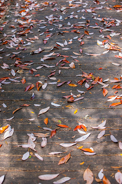 Leaves on Boardwalk stock photo