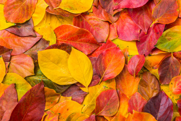 bladeren - japanse vallende bladeren stockfoto's en -beelden