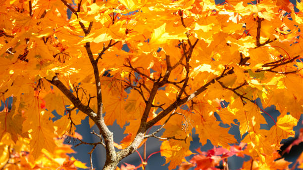 Leaves with the Multicolors of A Maple Tree in Peaceful Autumn stock photo
