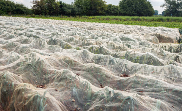 Leek plants growing under insect netting stock photo