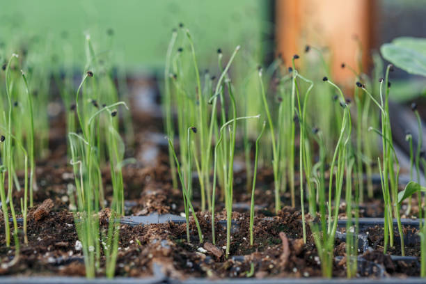 Leeks - Vegetable Starts, indoors, planted seeds sprouting stock photo