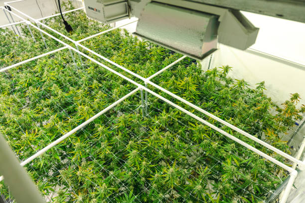 Legal Commercial Cannabis Warehouse Top Angle on Bright Green Weed Plant Canopy stock photo