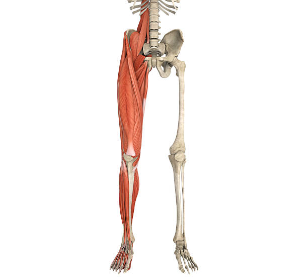bein muskeln anatomie - bein anatomiebegriff stock-fotos und bilder