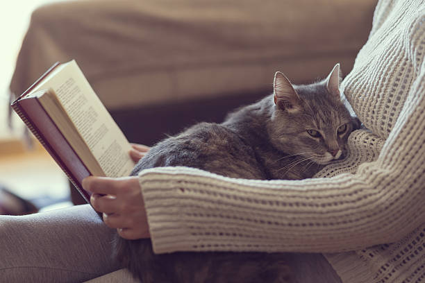Leisure time with a cat Soft cuddly tabby cat lying in its owner's lap enjoying and purring while the owner is reading a book. Focus on the cat; warm, cozy, domestic atmosphere feline stock pictures, royalty-free photos & images