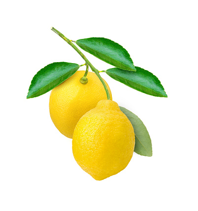 Branch of two fresh lemon fruit with green leaves isolated on white background.