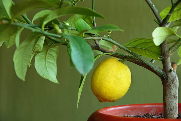 Lemon on lemon-tree stock photo