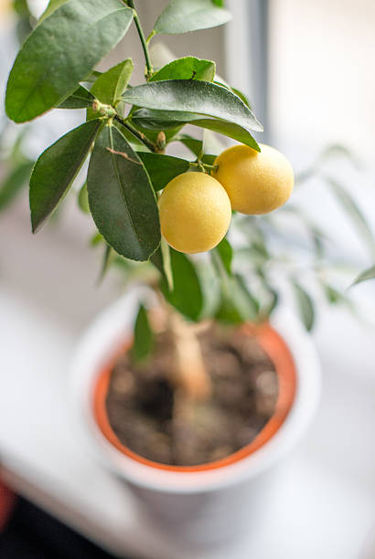 Lemon tree interior plant stock photo