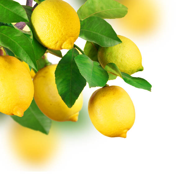 Lemon tree with fruits stock photo