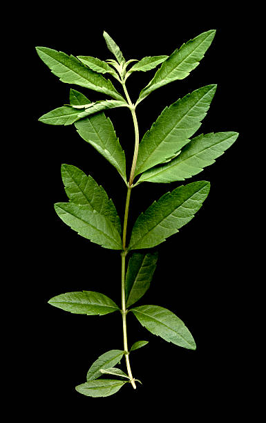 Lemon Verbena (Aloysia triphylla) on black background stock photo