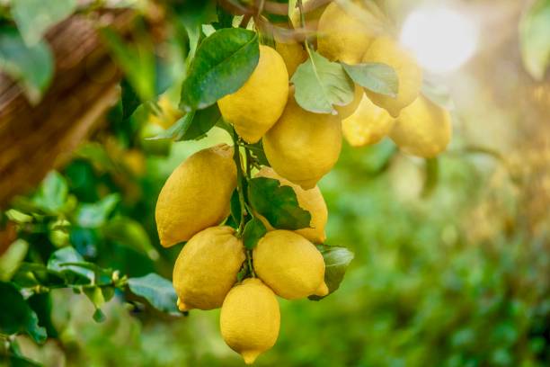 Lemons growing in summer sunshine, on a tree in Italy. Focus on the lower lemons (Latin - Citrus limon) looking healthy and fresh, hanging from a tree in Italy on a summer day, with beautiful background light. fruit tree photos stock pictures, royalty-free photos & images