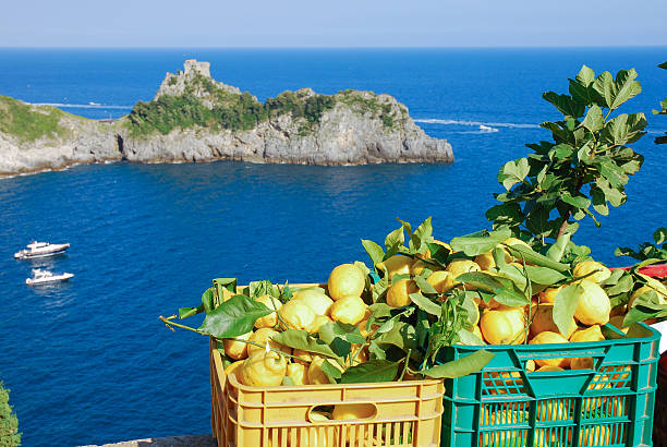 limoni di amalfi, italia - amalfi foto e immagini stock