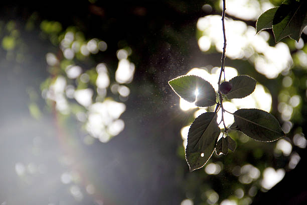 Lens flare and leafs in a sunny day Iran's nature stock photo