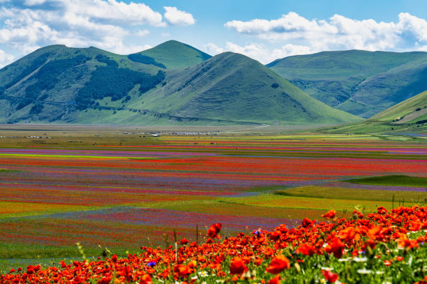 Lentil flowering with poppies and cornflowers in Castelluccio di Norcia, Italy stock photo