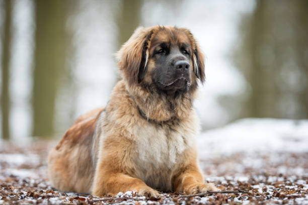 Leonberger dog stock photo