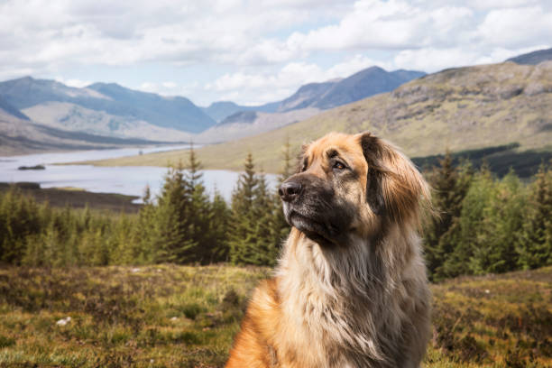 de hond die van leonberger voor een mooie schotse mening stelt - klimbos stockfoto's en -beelden