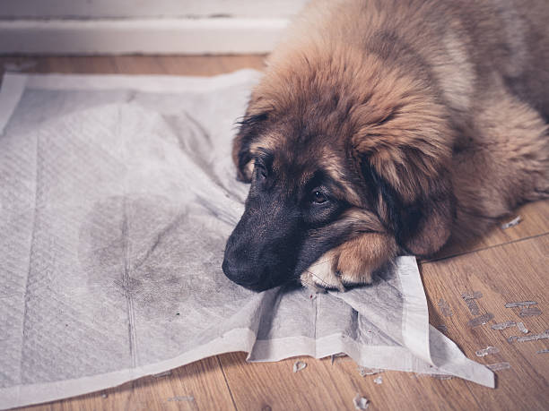 Leonberger puppy with head on dirty training pad stock photo