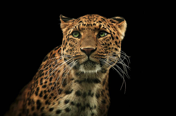 Leopard 2 Leopard with green eyes big cat stock pictures, royalty-free photos & images