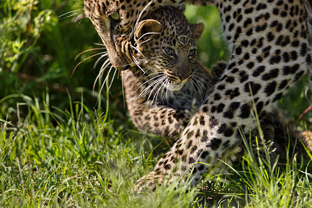 Leopard Bahati carries her cub in Masai Mara stock photo