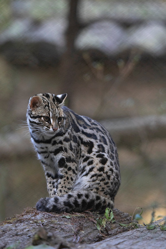 Leopard Cat Prionailurus Bengalensis Sikkim India Stock Photo - Download  Image Now - iStock