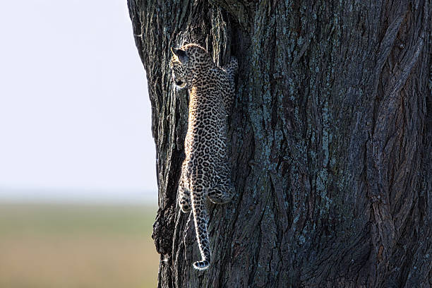 Leopard cub climbing on a big tree, Serengeti stock photo