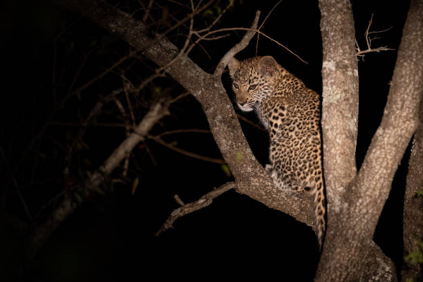 Leopard Cub in a Tree stock photo