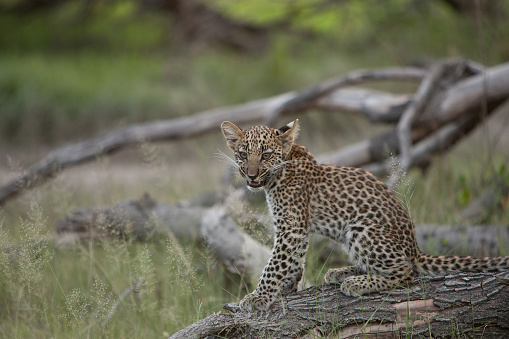 A leopard cub bares his teeth in the Moremi Game reserve, Botswana.