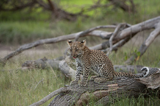 A Leopard Cub (Panthera Pardus) plays on a tree stump in Botswana’s Okavango Delta