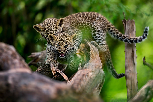 Leopard cubs fighting on a dry tree in Masai Mara stock photo