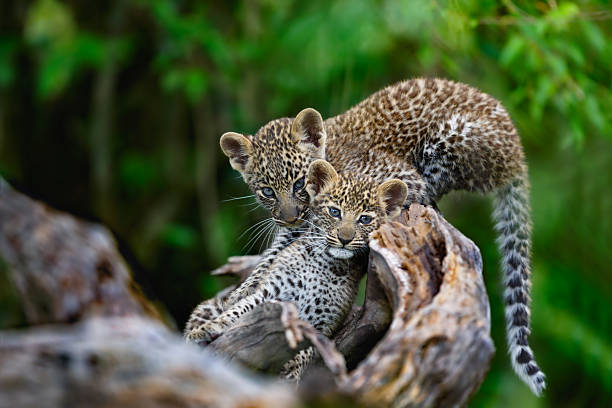 Leopard cubs on a dry tree in Masai Mara stock photo