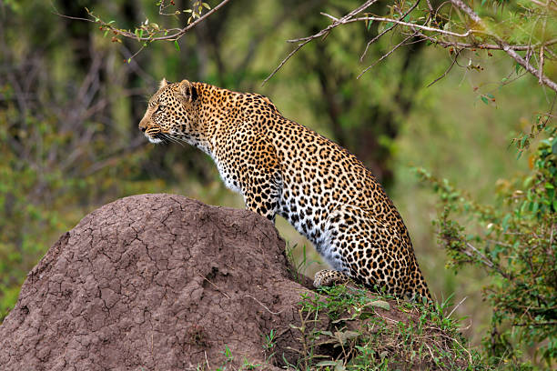 Leopard female Bahati in Masai Mara, Kenya stock photo