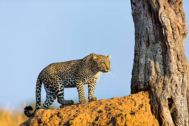 Leopard female in the golden light of sunrise stock photo