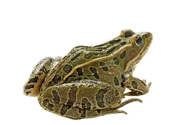 Leopard Frog stock photo