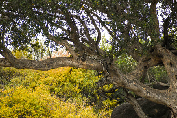 Leopard hiding in a tree in the Serengeti, Tanzania stock photo