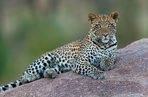 Leopard resting after eating / feeding with full stomach - very relax and free