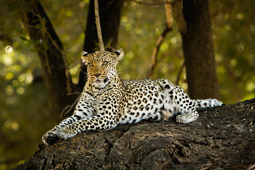 A female leopard sits high on a tree branch in Botswana’s Moremi Wildlife Reserve.