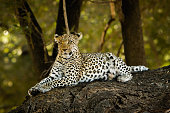 istock Leopard in tree 1297797944