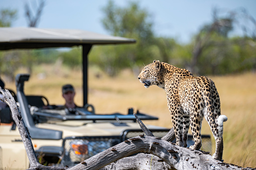 A female African leopard (Panthera pardus pardus) on a log searching for prey, in the background a safari vehicle. Wildlife shot Moremi wildlife reserve, Okavango Delta, Botswana.