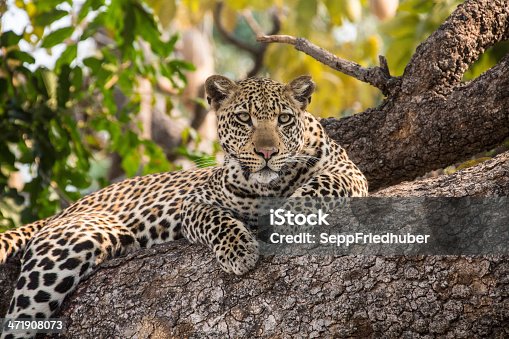 istock Leopard is resting on a tree 471908073