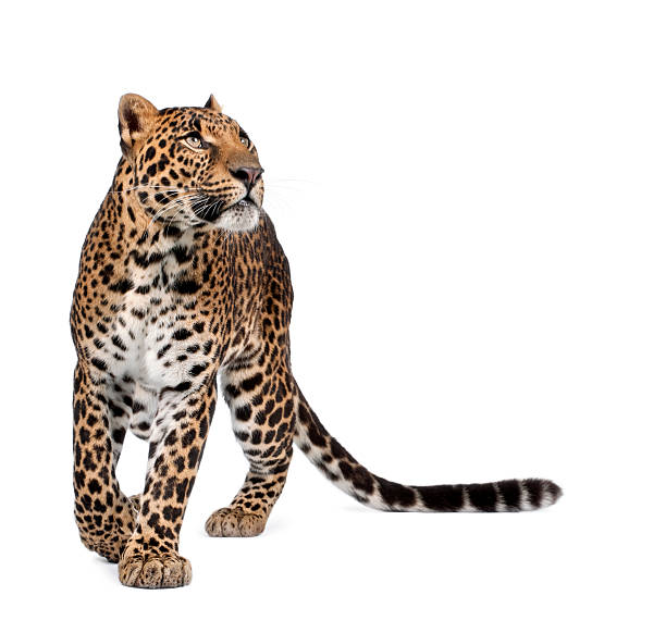 leopard, panthera pardus, walking and looking up - leopard bildbanksfoton och bilder