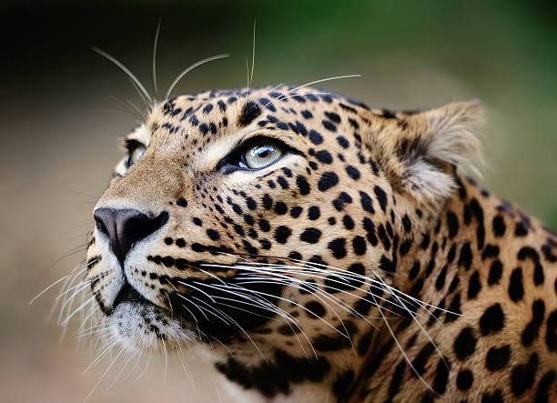 Close-up portrait of a leopard with beautiful eyes.