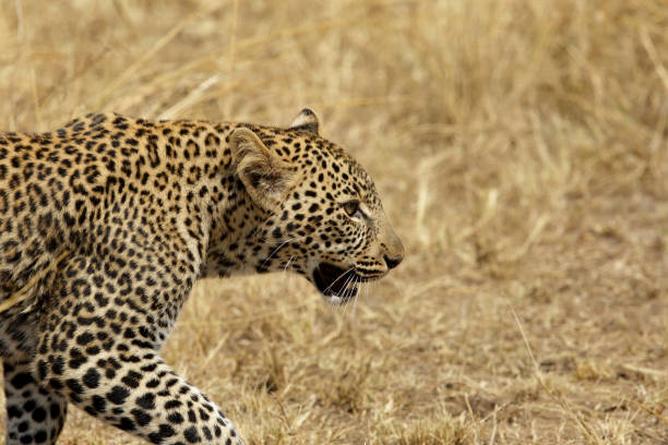Leopard portrait, masai Mara stock photo
