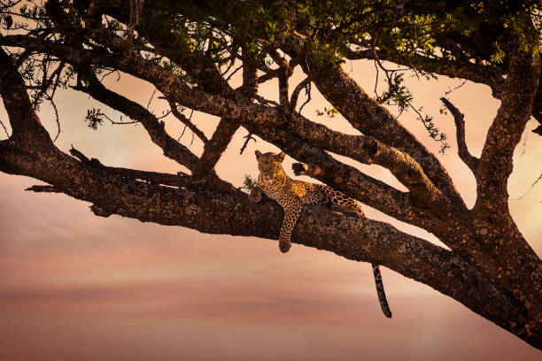 Leopard rests in a tree at sunset stock photo