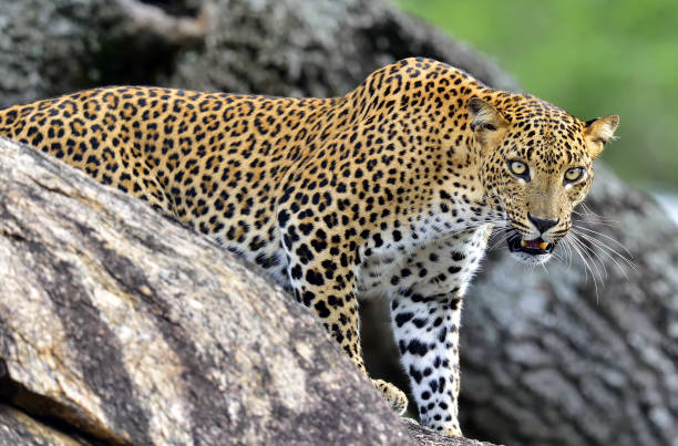 Leopard roaring. stock photo