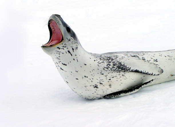 Leopard Seal stock photo
