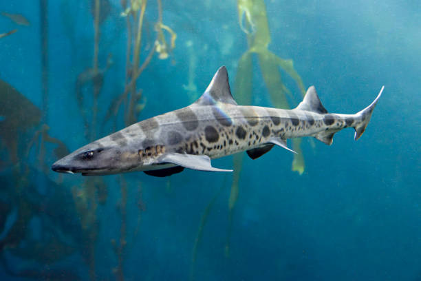 Leopard Shark in Kelp Forest stock photo
